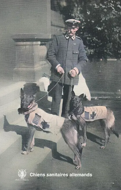 Les chiens sanitaires de la Grande Guerre Chiens sanitaires